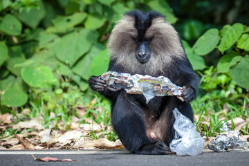 Lion Tailed Macaque Monkey Reading News Paper Middle Of The Jungle