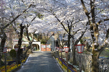 桜並木坂