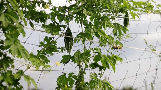 Bitter melon growing on tree in the fields