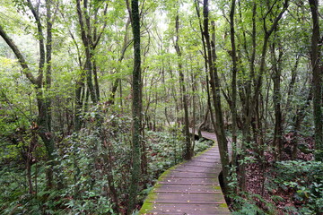 mossy trees and boardwalk in the autumn forest