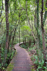 mossy trees and boardwalk in the autumn forest