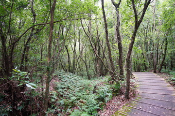 a primeval forest with a boardwalk