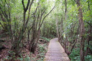 a primeval forest with a boardwalk
