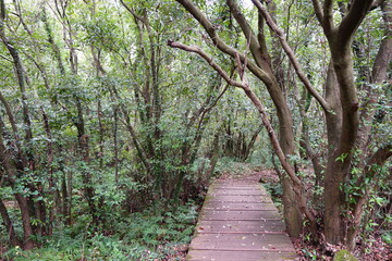 a primeval forest with a boardwalk