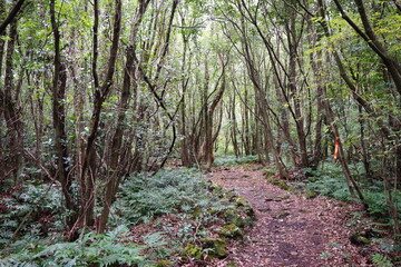 thick wild forest with a path in autumn