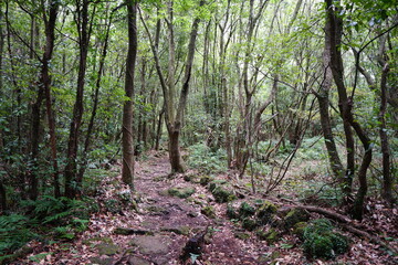 thick wild forest with a path in autumn