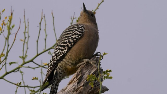 Closeup of a female Gila woodpecker perched on palo verde.
