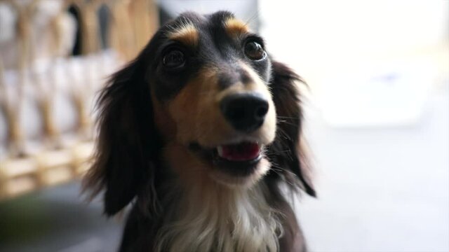 Slow motion shot of miniature long haired dachshund yawning with it's mouth wide