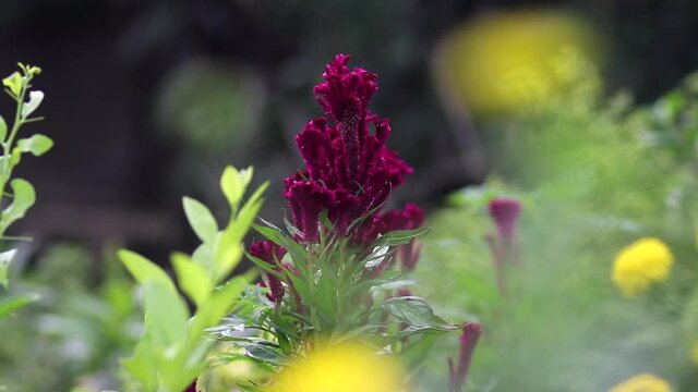 Cockscomb Flowers in the garden