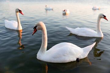 Group of white swans float in the lake.
