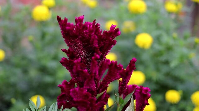 Cockscomb Flowers in the garden