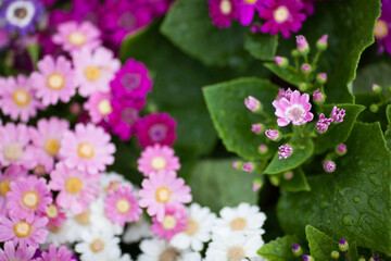 pink and white flowers