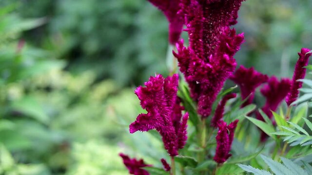 Cockscomb Flowers in the garden