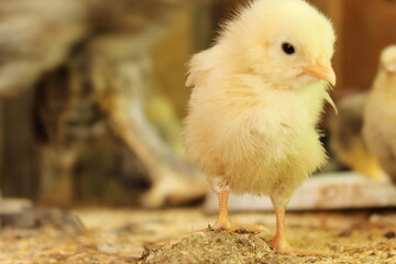 chicken in a nest
