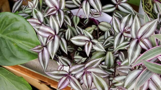 Tradescantia zebrina: tradescantia grows in a white pot in the backyard in summer. Zebrakraut, Silver Inch Plant, Wandering Jew plant, Ornamental Houseplant for home decor.