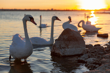 Group of white swans float in the lake near the waterside in the sunset.