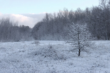 Winter, forest landscape.