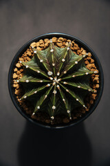 Fototapeta na wymiar Top View Of Colorful Gymnocalycium LB Hybrid;Gymnocalycium mihanovichii Cactus in black pot on black background.