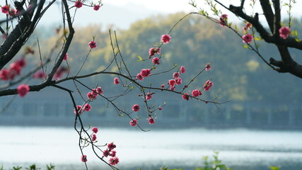 The beautiful lake landscapes in the Hangzhou city of the China in spring with the peaceful lake and fresh green mountains