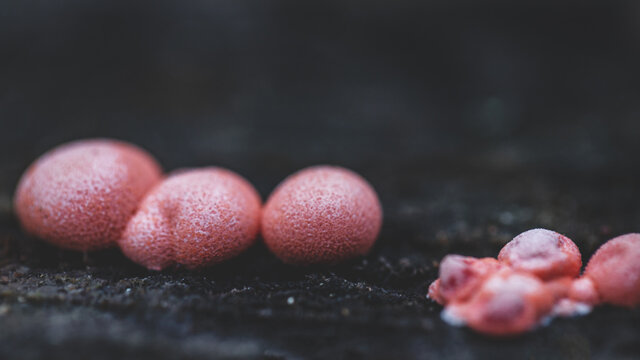 Lycogala epidendrum, commonly known as wolf's milk or groening's slime mold - slime molds are interesting organisms beetwen mushrooms and animals	