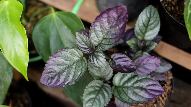 Red Flame Ivy (Hemigraphis colorata) with Purple and green leaves stock photo. Also called as purple waffle plant, Sambang getih, or remek daging. Indonesian native plants with medicinal properties.
