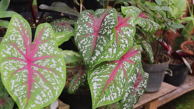 Caladium red star (heart of Jesus, caladium tricolor) in the garden