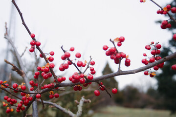 Fototapeta na wymiar Red Berries In Winter