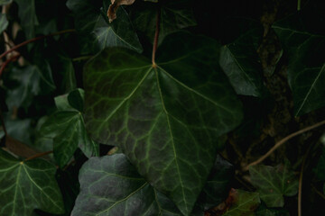 Dark Ivy Leaf