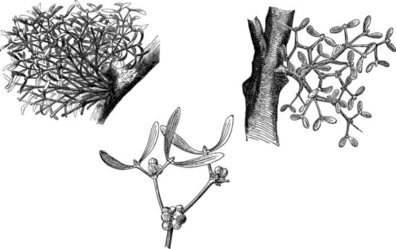 Set of mistletoe black and white. Hand drawn vector illustration old vintage style.
