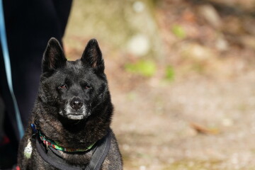 black dog in the park