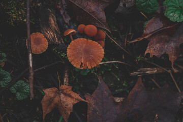 Tubaria furfuracea mushrooms in autumn forest, close up shot