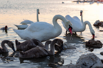 Swan family float and feed in the lake near the coast in the evening.