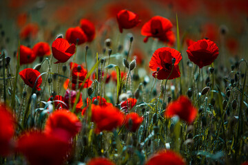 Fototapeta premium Summer Poppy Meadow