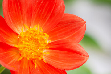 Selective focus macro shot of dahlia flower