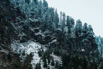 Pine trees on the top of the mountain covered by snow after snowfall in Manali, Himachal Pradesh, India