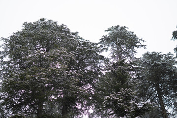 View of the Pine trees in the forest covered  by snow during the snowfall in winter at Manali in Himachal Pradesh, India. Snowfall in the forest during the winter.