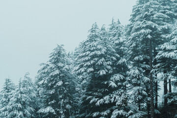 View of the Pine trees in the forest covered  by snow during the snowfall in winter at Manali in Himachal Pradesh, India. Snowfall in the forest during the winter.
