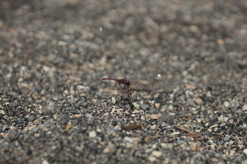 small bug, bug, dragonfly, pink dragonfly, beach, sand, pebbles, macro photo