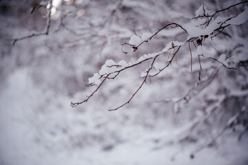 Fototapeta na wymiar Snow covered twigs in winter forest