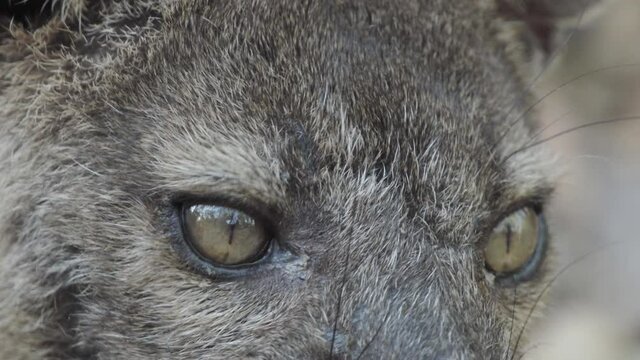 fossa eyes close-up shot watching first right, then fossa turns head watching directly into camera