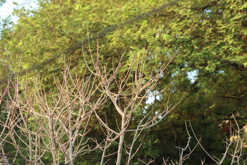 Lunuwarana, Crateva adansonii, Navala, Navilankai (Tamil). Without leaves