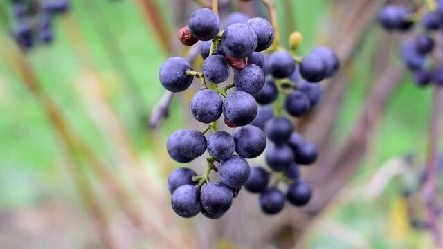 Blue grapes are ripe. Growing and harvesting grapes.