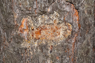 Old cracked textured oak tree bark with resin