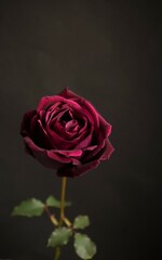 Fototapeta premium 1輪の真紅の薔薇の花、クローズアップ、黒背景