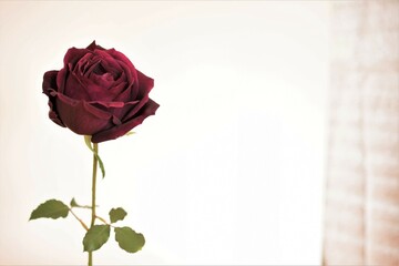 1輪の真紅の薔薇の花、クローズアップ、白背景