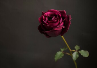 1輪の真紅の薔薇の花、クローズアップ、黒背景