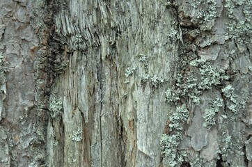 Old wood, carbon sink. close-up of tree bark. macro photography. multipurpose. blog. article. background or backdrop.
