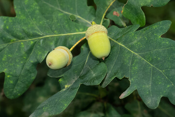 Two acorns on oak tree branch with green leaves