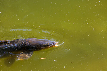 Fish swimming in a lake in park