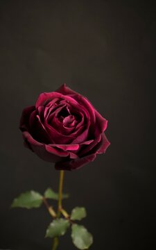 1輪の真紅の薔薇の花 クローズアップ 黒背景 Stock Photo Adobe Stock